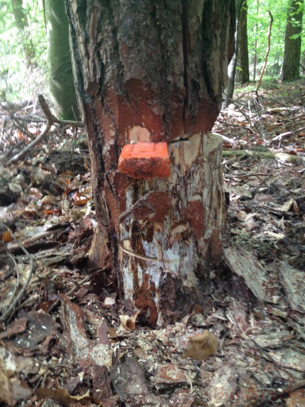 Bildla Nummera 008.jpg