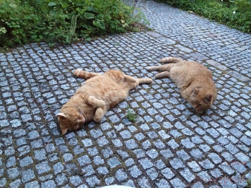 Bildla Nummera 019.jpg