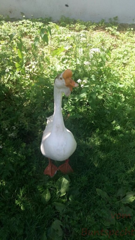 Bildla Nummera 021.jpg