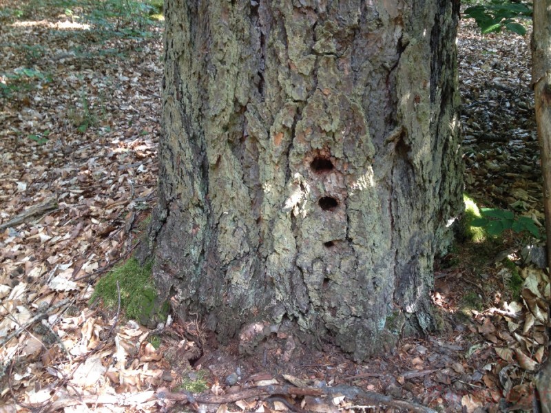 Bildla Nummera 026.jpg