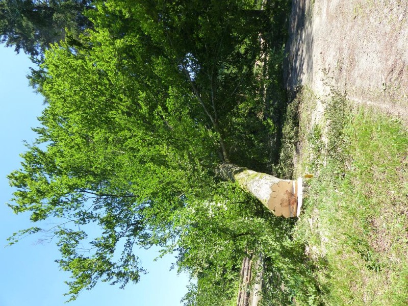 Hütte freihauen 6.jpg