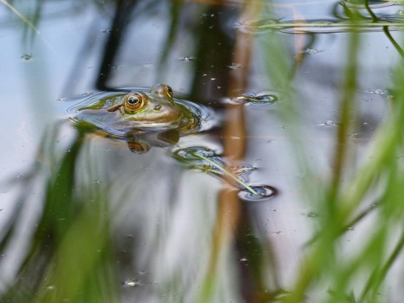 Frosch im Blönriederholz.jpg