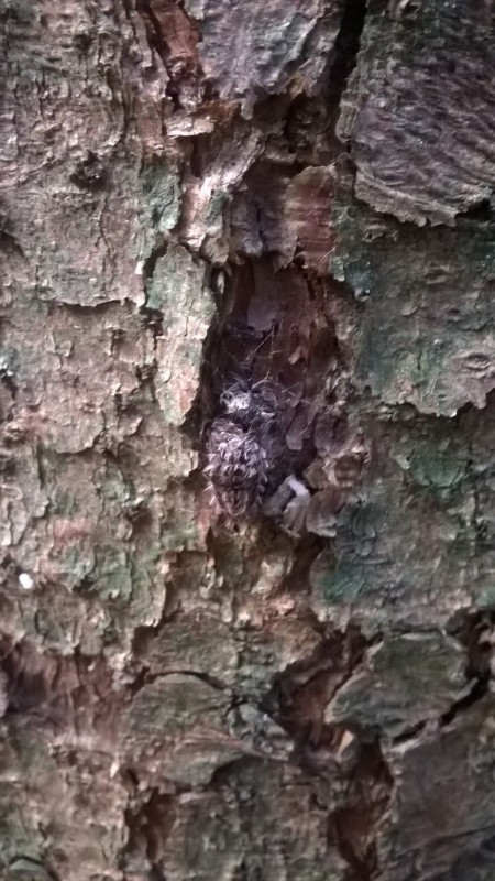 Raupe oder Puppe I.jpg