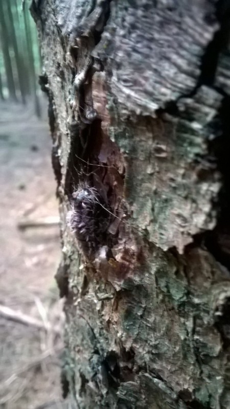 Raupe oder Puppe II.jpg