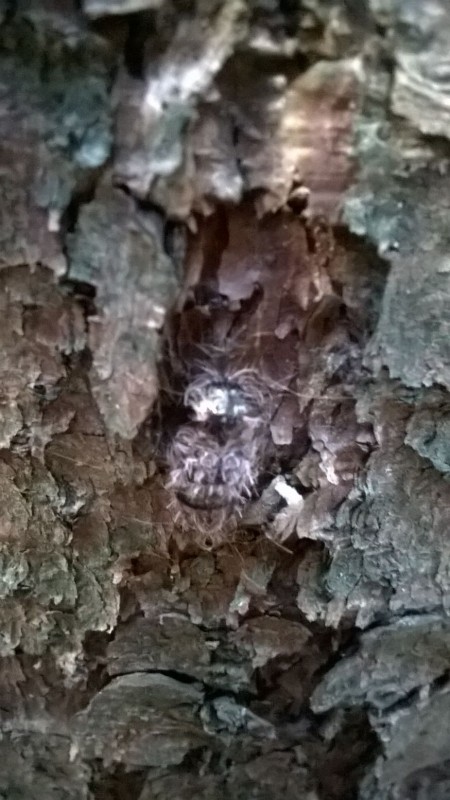 Raupe oder Puppe III.jpg