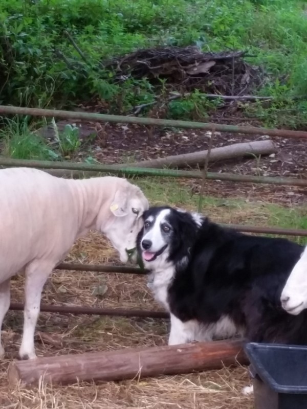 2017 Buddy und das Leitschaf wer gibt nach klein.jpg