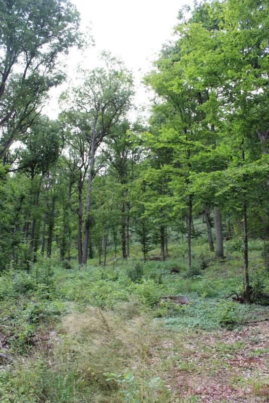 Bildla Nummera 005.jpg