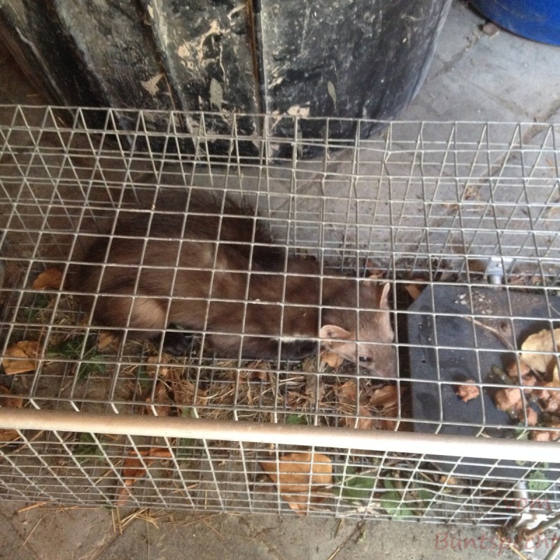 Bildla Nummera 001.jpg