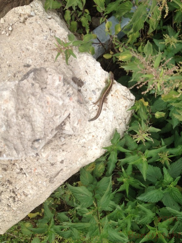 Bildla Nummera 003.jpg