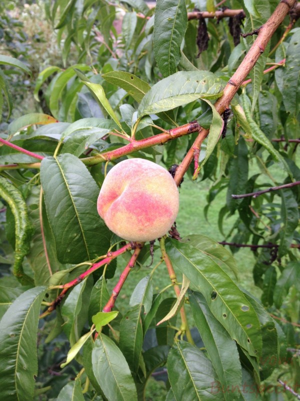 Bildla Nummera 005.jpg