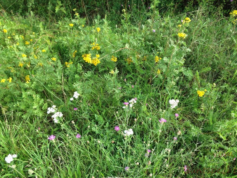 Bildla Nummera 012.jpg