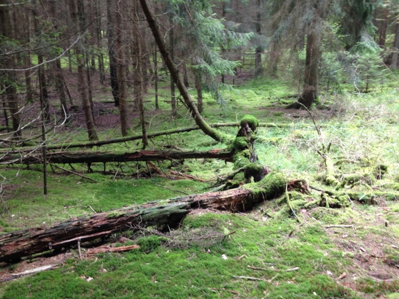 Bildla Nummera 013.jpg