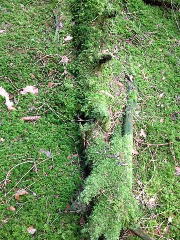 Bildla Nummera 014.jpg