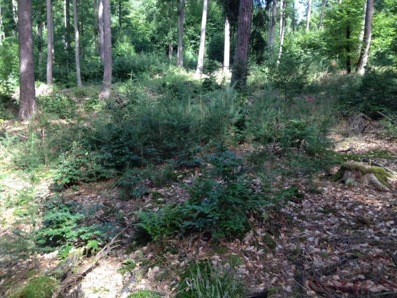 Bildla Nummera 018.jpg