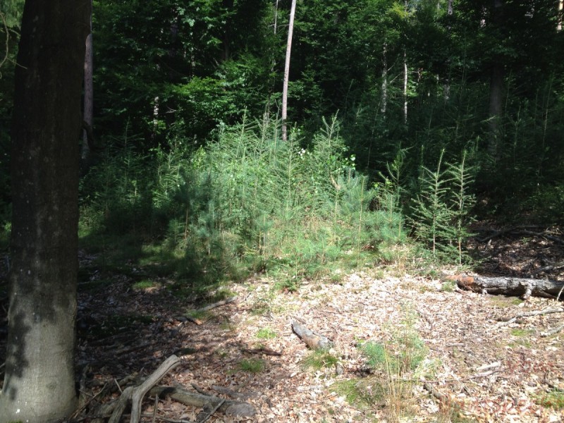 Bildla Nummera 019.jpg