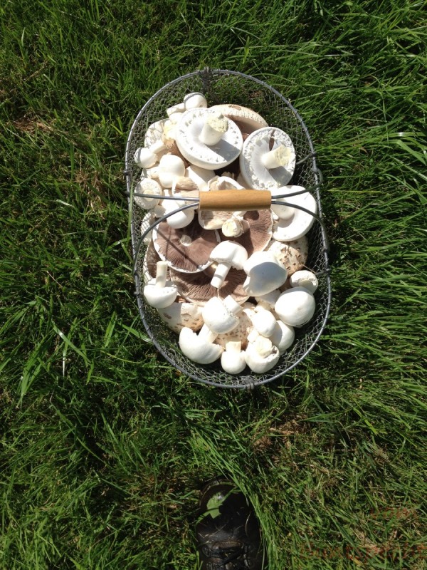 Bildla Nummera 020.jpg