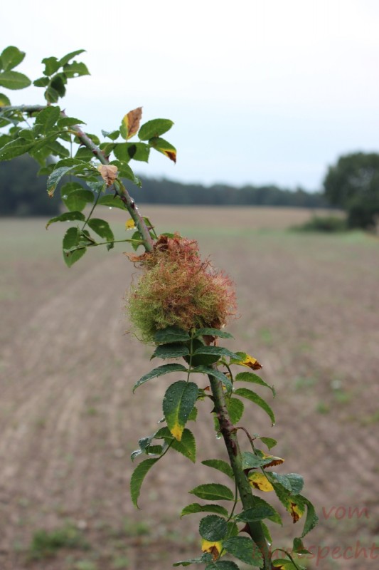 Bildla Nummera 017.jpg