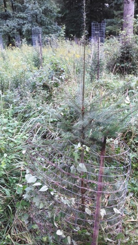 Douglasie Herbst 2017.jpg