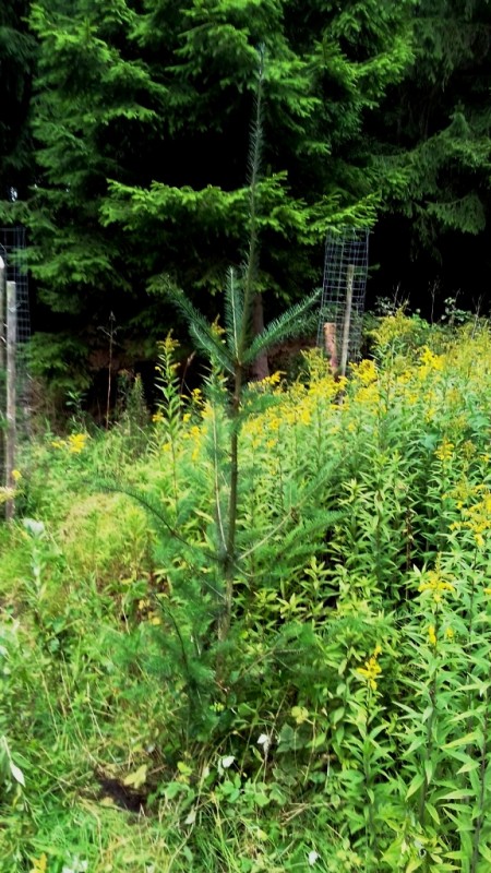 Douglasie Herbst 2017 3.jpg