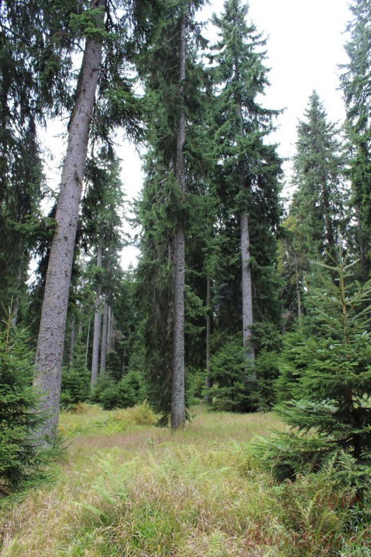 Bildla Nummera 002.jpg