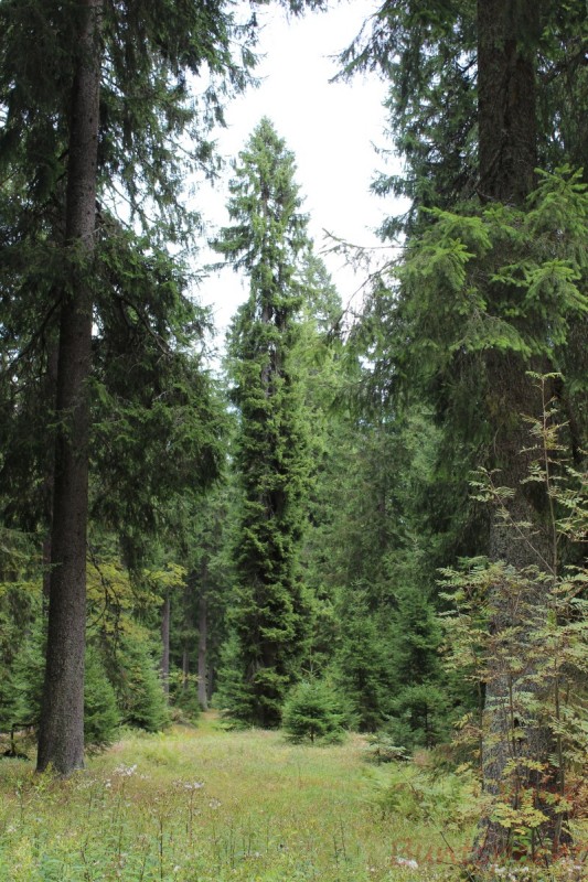 Bildla Nummera 003.jpg