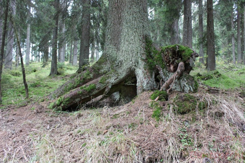 Bildla Nummera 004.jpg