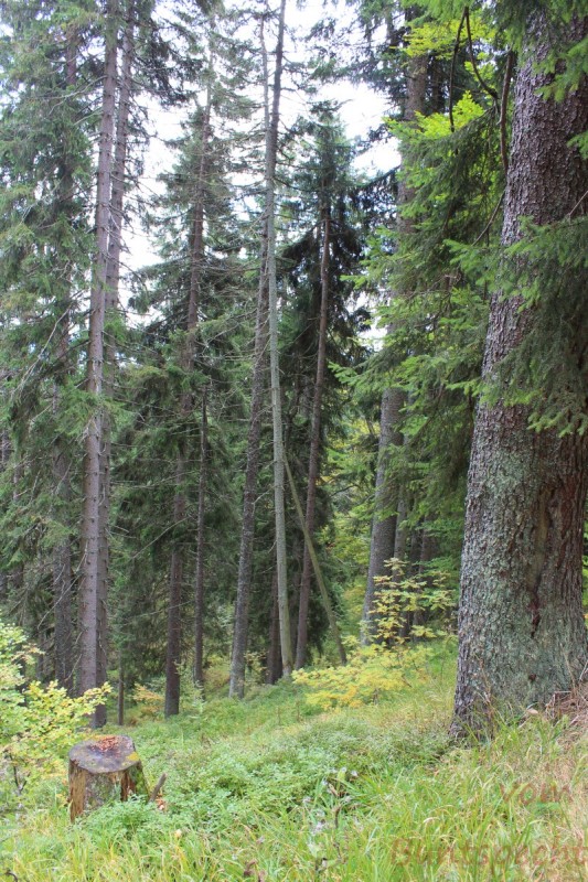 Bildla Nummera 005.jpg