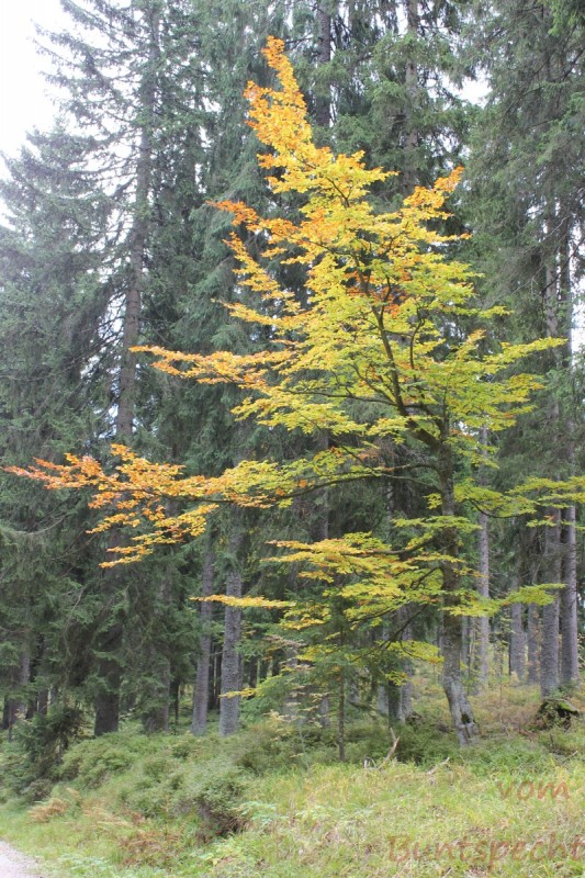 Bildla Nummera 006.jpg