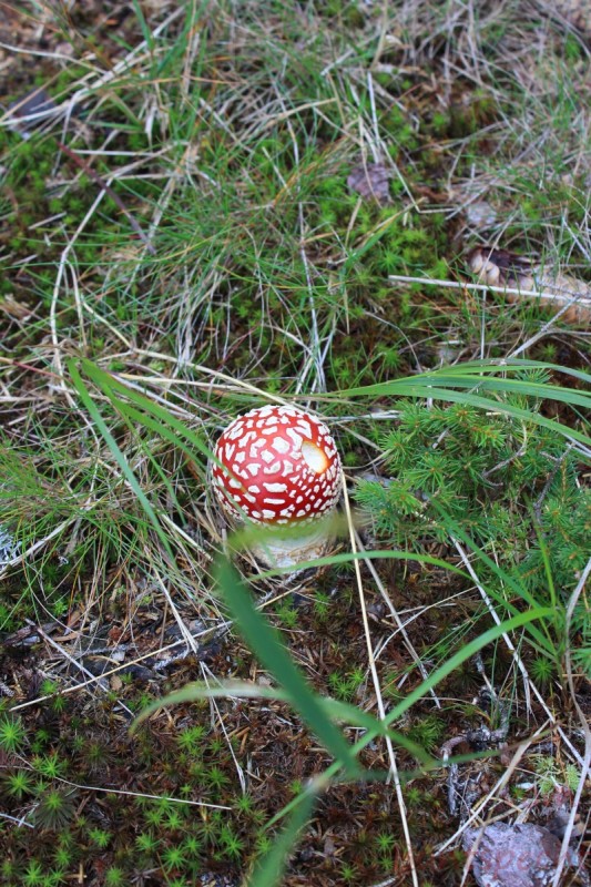 Bildla Nummera 007.jpg