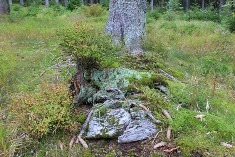 Bildla Nummera 008.jpg