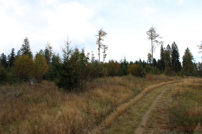 Bildla Nummera 009.jpg