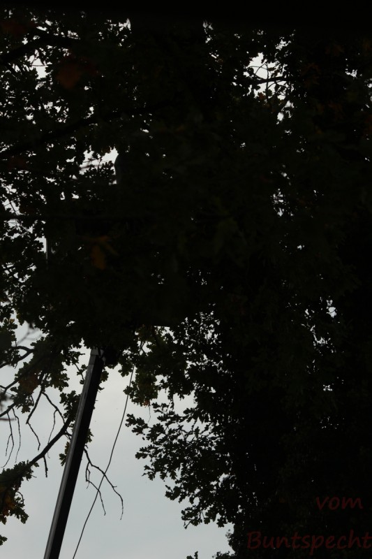 Bildla Nummera 010.jpg