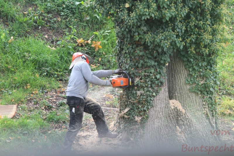 Bildla Nummera 011.jpg