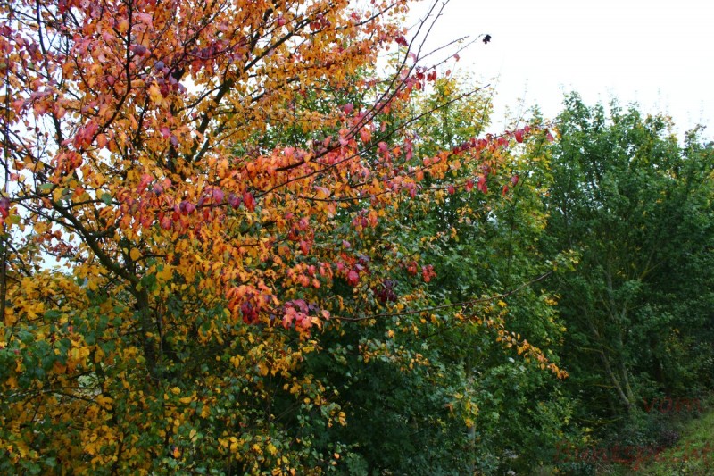 Bildla Nummera 001.jpg