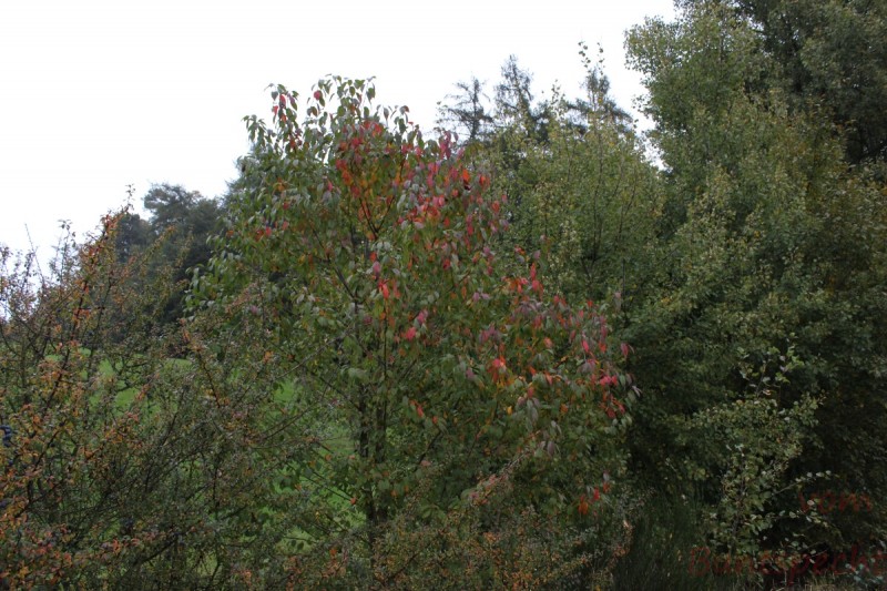 Bildla Nummera 003.jpg