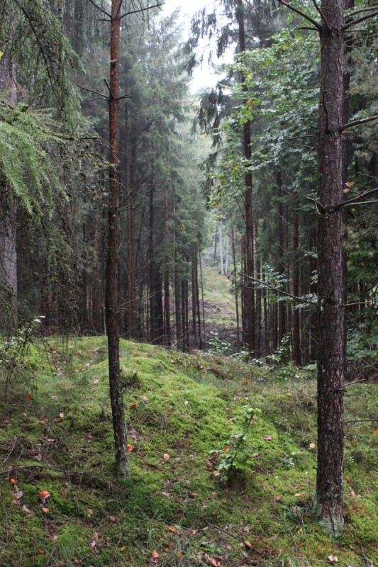 Bildla Nummera 005.jpg