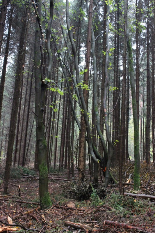 Bildla Nummera 006.jpg