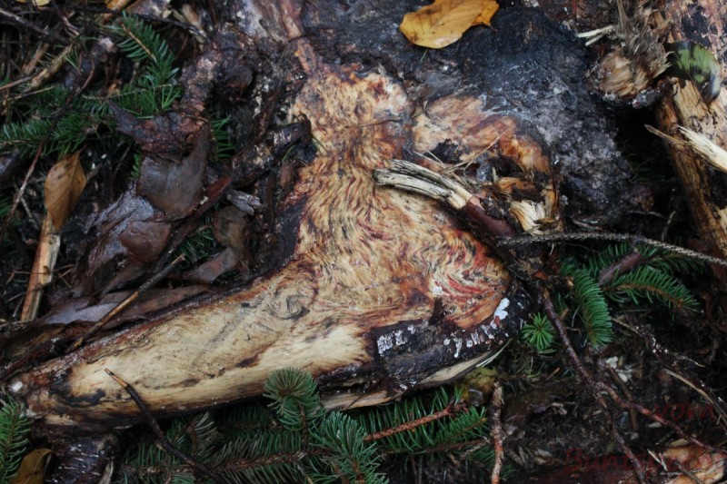 Bildla Nummera 007.jpg