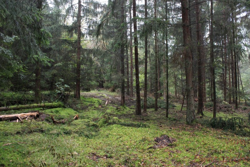 Bildla Nummera 008.jpg