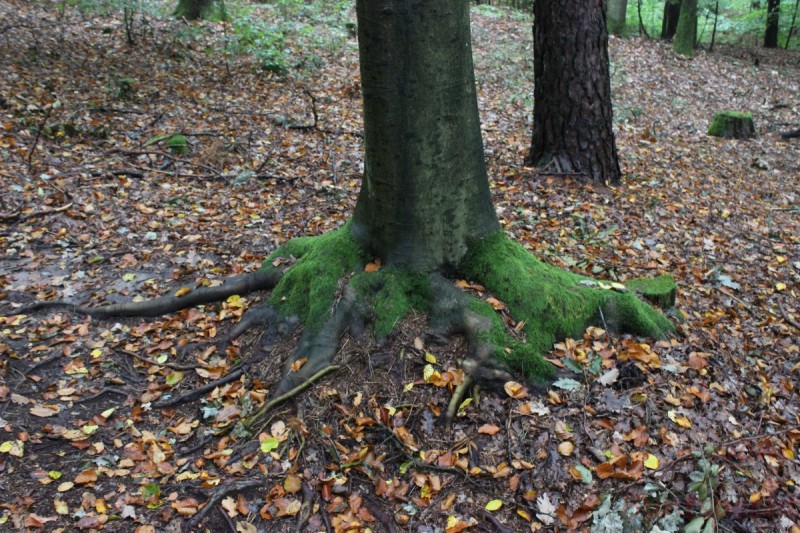 Bildla Nummera 010.jpg