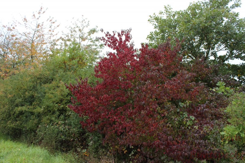 Bildla Nummera 013.jpg