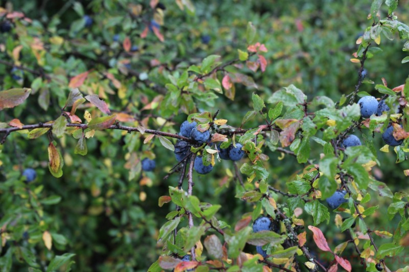 Bildla Nummera 014.jpg