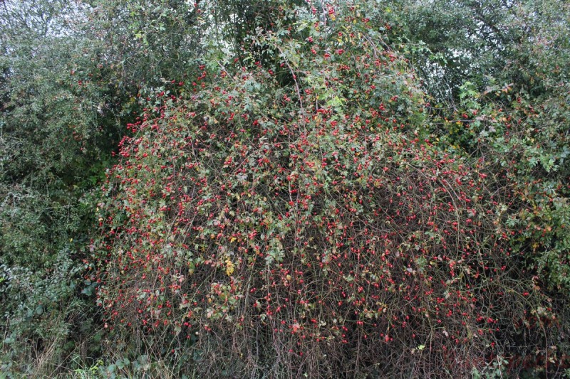 Bildla Nummera 015.jpg