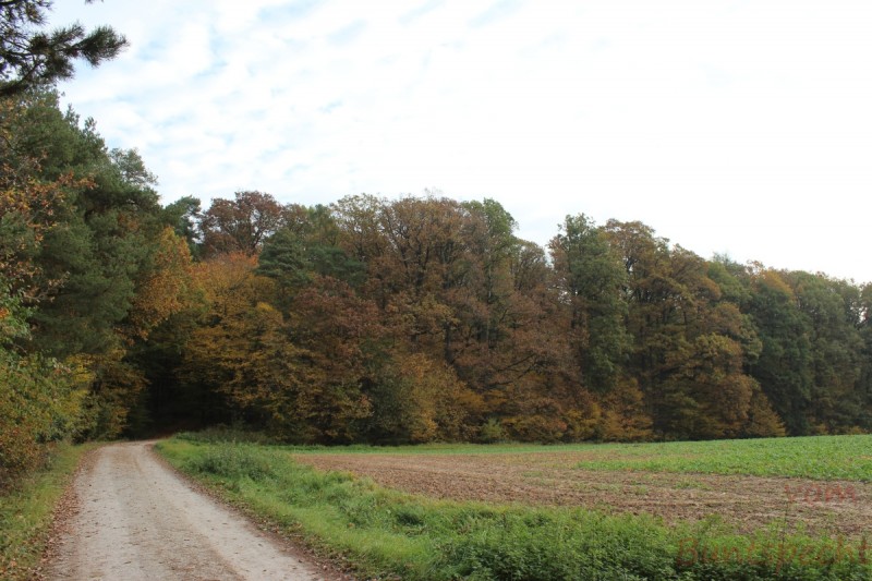 Bildla Nummera 002.jpg