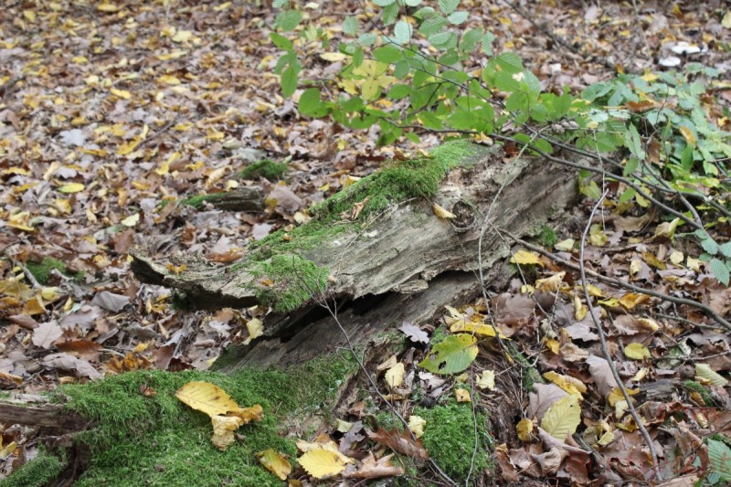 Bildla Nummera 004.jpg