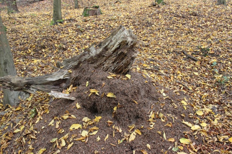 Bildla Nummera 005.jpg