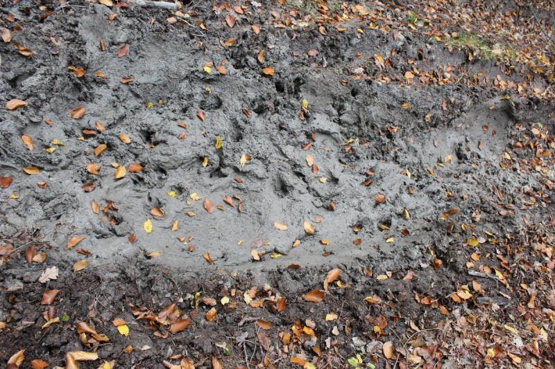 Bildla Nummera 006.jpg