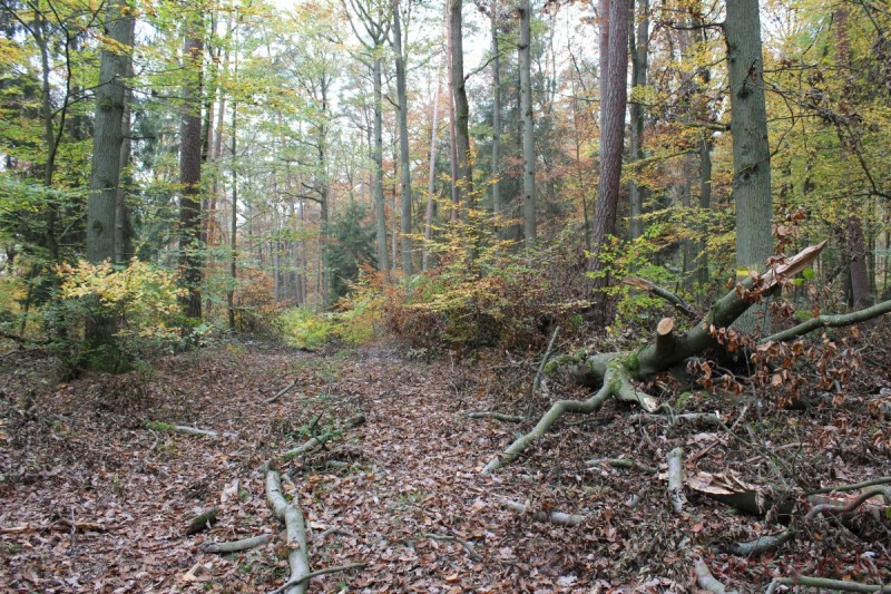 Bildla Nummera 007.jpg