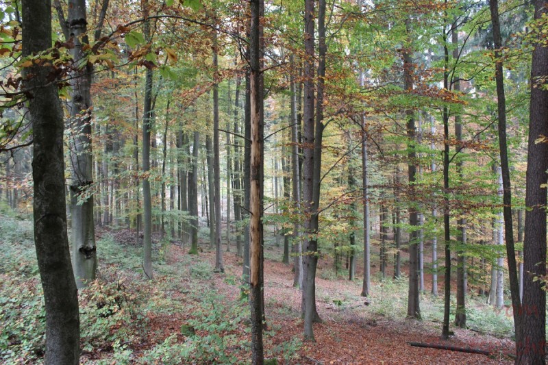 Bildla Nummera 008.jpg