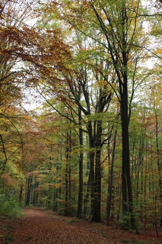 Bildla Nummera 010.jpg